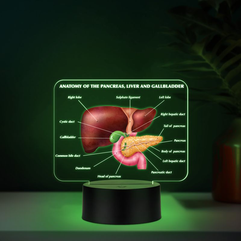 3D Illusion Liver Function LED Night Lamp Educational Study Table Lamp with 7 Color Changing Light Medical Student Room & Doctor Clinic Decor